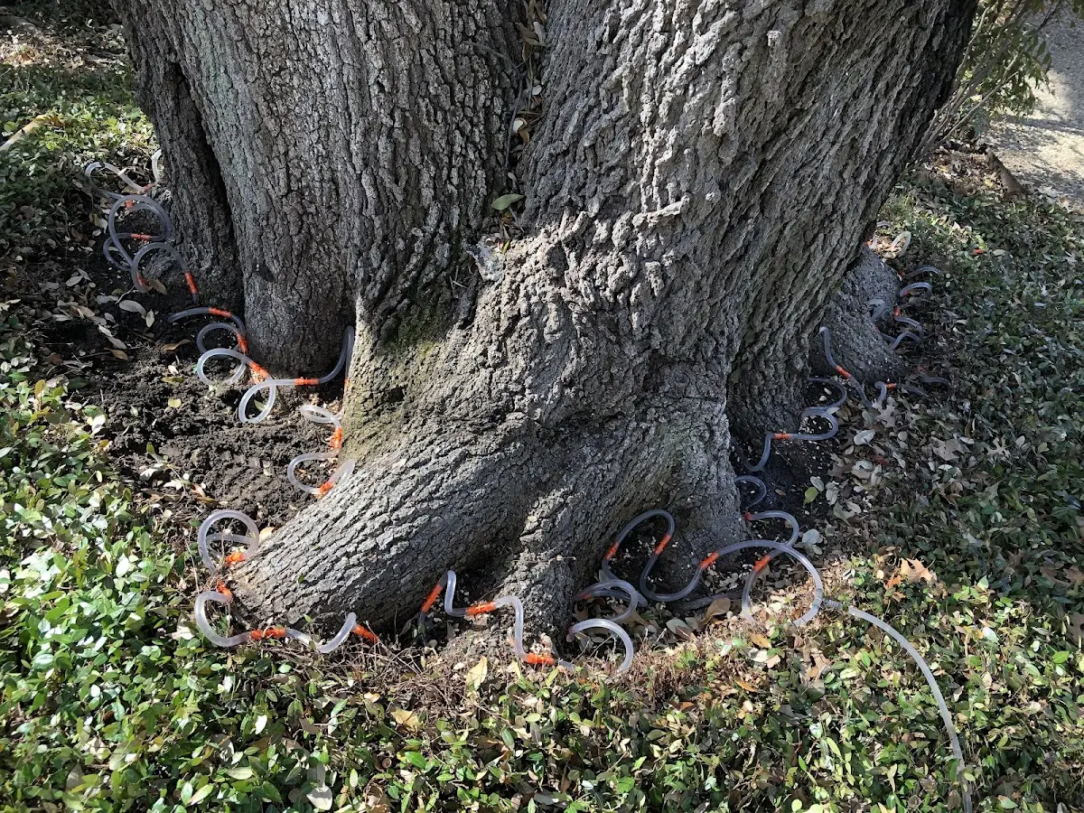 Detailed Tree Cabling and Bracing job site in Cannelburg