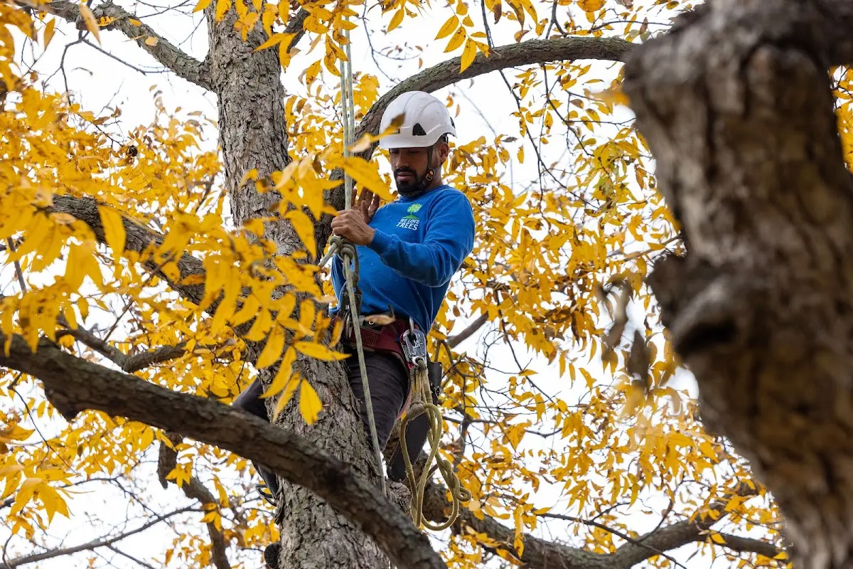 Skilled Storm Damage Cleanup crew working in Cannelburg